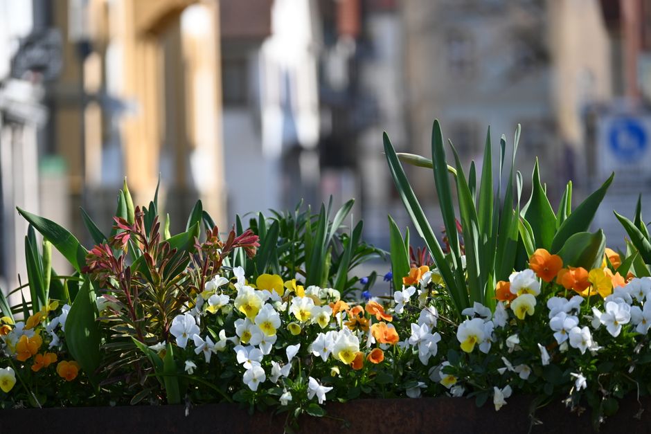 A vibrant floral display composed of white, yellow, orange, and pink flowers, including pansies and smaller flowering plants, arranged in a bushy, overflowing planter. The flowers are surrounded by lu