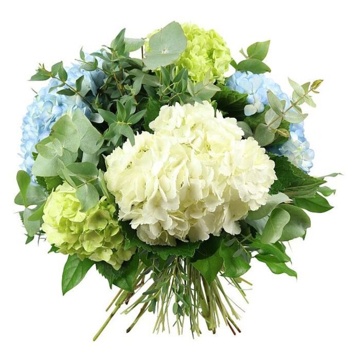 A sophisticated hand-tied hydrangea bouquet fills the frame against a stark white background, every detail of its colours and textures clearly visible. At its core is a luxuriant mound of creamy white hydrangea, formed from countless small petals that curl and overlap to create a plush, cloud-like centre. Surrounding this are rounded hydrangea heads in soothing shades of sky blue, their petals softly graduated in tone, giving an impression of depth and movement like shifting light over the rooftops of central Oxford. Nestled among the blues are uplifting lime-green hydrangea clusters, their vivid, almost chartreuse hue adding a modern twist while still harmonising beautifully with the rest of the palette. The hydrangeas are cradled by a generous collar of foliage, including the distinctive circular leaves of eucalyptus in muted silver-green, which introduces both visual coolness and a sense of airy refinement. Alongside the eucalyptus are darker green leaves with a smoother, glossier surface, some more tapered and elongated, providing structure and contrast that make the paler blooms appear even softer and fuller. The stems of the flowers and foliage are bunched together neatly at the base, exposed and clearly hand-tied, suggesting a freshly prepared bouquet ready to be placed in a favourite vase in an Oxford townhouse off Banbury Road or a light-filled flat near the Covered Market. Even, neutral lighting ensures there are no distractions from the natural beauty of the blooms, accentuating the rounded silhouette and layered textures. The overall impression is one of poised elegance and gentle joy, ideal for wedding mornings, anniversary surprises, thoughtful thank-you gifts for local hosts, or simply brightening a peaceful reading nook with a touch of seasonal charm.