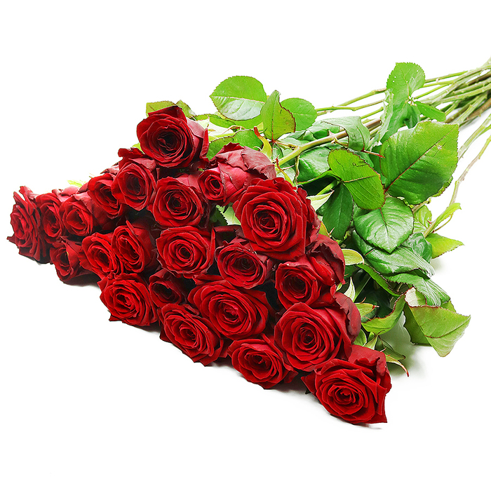 A sumptuous, hand-tied bouquet of long-stemmed red roses is artfully positioned on a clean white surface, stretching from the lower left towards the upper right in a graceful diagonal line. At the forefront, an abundant mass of red blooms dominates the image, suggesting around two to three dozen roses gathered tightly together. Each flower head is rich with velvety petals, their edges soft and slightly curled, forming layered rosettes that feel dense and luxurious. The crimson colour is deep and uniform, an intense red often chosen for grand romantic gestures, echoing the warmth of candlelit dinners in Oxford's historic restaurants or celebrations overlooking Christ Church Meadow. Interwoven between the blossoms, dark green leaves with a subtle, glossy shine provide a natural frame, enhancing the richness of the red and giving the arrangement structure and movement. The stems extend in a neat bundle behind the heads, long, straight, and vividly green, with occasional thorns visible along their length, signalling that these are authentic, freshly cut roses prepared by a skilled local florist. Bright, balanced lighting falls evenly across the bouquet, revealing fine details in the petals and foliage without harsh shadows, so that every rose appears full-bodied and alive. The minimalist white background keeps the focus entirely on the flowers, suggesting a bouquet laid out on a counter in an Oxford city centre shop, moments before being wrapped for same-day delivery to Jericho, Headington, or across the university colleges. The overall impression is one of classic romance, passion, and elegance, an image perfectly suited to illustrate luxury rose arrangements for Valentine's Day, anniversaries, or any heartfelt occasion in Oxford.