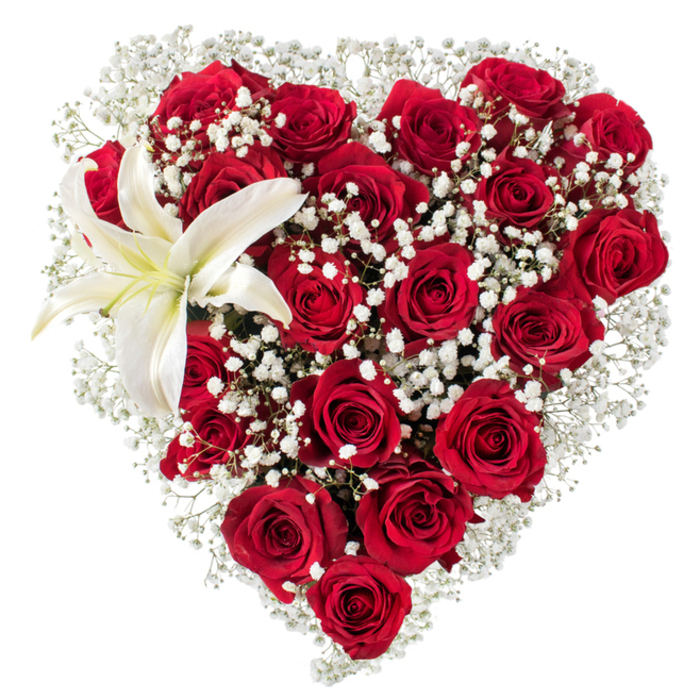 Framed against a stark white field, this heart-shaped arrangement presents a study in contrast and tenderness: a dense core of deep crimson roses forms the heart's body, each bloom revealing velvety layers of petal that catch light and cast soft, embracing shadows. The roses vary in openness, lending natural depth - smaller, tight buds nestle beside broader, open faces, creating a tactile rhythm across the surface. Threaded throughout and edging the silhouette are delicate sprays of white baby's breath (Gypsophila); their fine, cloudlike clusters soften lines, introduce air, and give the heart an almost haloed appearance. Anchoring the composition in the upper left is a solitary white lily, its broad, waxy petals pure and luminous with a faint cream wash toward the centre, where yellow-orange stamens form a quiet sun at its heart. The lily's smooth planes contrast intentionally with the rounded, textured roses, offering a refined punctuation to the passionate reds. The lighting is neutral and studio-clear, allowing textures to read: the rose's plush nap, the gypsophila's filigree, the lily's satin sheen. One can almost imagine the fragrance - warm, rose-sweetness mingling with the green, slightly spicy perfume of the lily and the airy scent of gypsophila - an olfactory narrative suited to declarations of love, anniversary remembrances, or elegant tributes. Visually, this bouquet could be pictured on a mantel in a home near University Parks or set gently on a table beside a view of Magdalen Bridge, radiating craftsmanship, calm intent, and heartfelt sentiment.