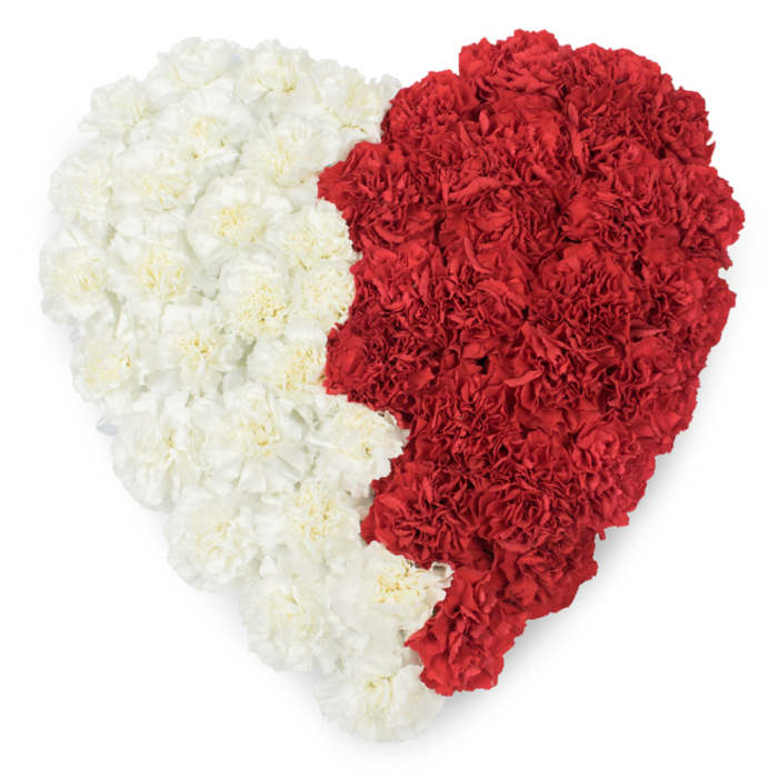 A striking overhead photograph of a heart-shaped arrangement built entirely from fresh carnations, precisely bisected into a creamy white left half and a vivid red right half, shown against a clean white background. The division between colours is sharply articulated by a serrated, saw-tooth edge running vertically down the centre of the heart - a distinctive, jagged seam formed by nine triangular notches where red meets white. Each carnation's ruffled, layered petals are visible at close range, creating a richly textured surface whose shadows and highlights give the piece a gentle three-dimensionality. The resulting motif strongly evokes the iconic flag pattern of Qatar and therefore conveys a clear sense of national identity and patriotic sentiment: it is the sort of floral emblem you might see at an international day at the University of Oxford, at diplomatic receptions, or during community gatherings marking Qatari National Day. The workmanship is meticulous; blooms are chosen for their uniformity of size and depth of colour so that the serrated border remains crisp and the heart silhouette clean. Subtle lighting flattens the background to pure white, allowing the red's warmth and the white's soft creaminess to hold attention without distraction. This arrangement bridges personal emotion and public symbolism, serving equally well as a formal tribute at a cultural event or as a heartfelt expression of national pride displayed in a city setting near Christ Church Meadow or university reception halls.