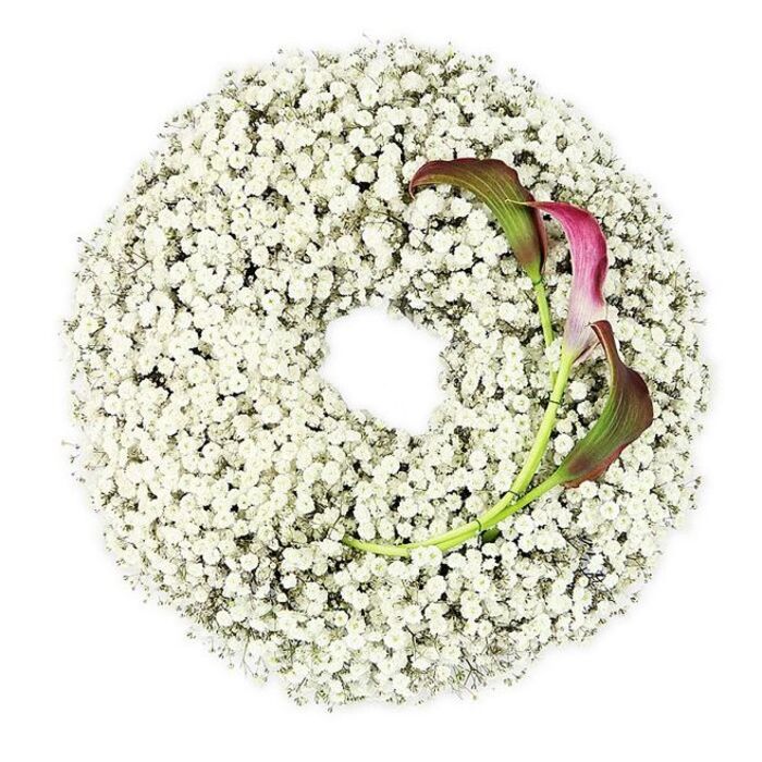 A carefully composed photograph captures a round funeral wreath viewed from directly above, set against an immaculate white background that amplifies the gentle palette of the flowers. The wreath itself is entirely constructed from masses of white Baby's Breath, each stem branching into dozens of tiny blossoms that resemble miniature cotton puffs or snowflakes. Packed closely together, these Gypsophila flowers form a plush, cloud-soft ring with a distinct hollow centre, almost like a delicate floral halo. The white is clean and bright, yet slightly varied in tone where the clusters overlap and shadows are subtly cast, creating depth and dimension. In the lower right quadrant, two calla lilies have been tucked into the wreath with deliberate care. Their sleek, rolled petals form elegant trumpets that open softly towards the viewer, showcasing a rich colour gradient: deep burgundy and velvety magenta at the flared edges, blending gradually into muted green along the outer surfaces and into their long, supple stems. Those green stems bend in gentle arcs, emerging from the mass of Baby's Breath and curving inward, adding a flowing line that contrasts with the circular form of the wreath. The lighting is even and bright, similar to natural daylight, revealing every textural nuance without harsh glare. The overall impression is one of calm, modern refinement: a design that would look at home at a funeral or memorial service in one of Oxford's peaceful churches off the High Street or near the river, conveying purity, respect, and heartfelt remembrance in a subtle yet deeply expressive way.