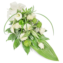 Presented on a plain white field, this long, teardrop-style funeral spray combines classic floristry with contemporary restraint-a piece we craft at Flowers Oxford for families across Jericho, the High Street and University Parks. The visual story begins with creamy white roses, some open and softly spiralled, others held as tight buds, each petal catching a soft, cool light and giving the arrangement a faint, comforting perfume. Two sculpted white Calla lilies offer elegant, trumpet-like forms that lift the gaze and speak of purity and quiet strength. Punctuating the neutral palette are small, lime-green button chrysanthemums-compact, almost spherical clusters that introduce texture and a subtle lift of colour without breaking the arrangement's composed mood. Wisps of baby's breath weave herbal, cloud-like filaments between the principal blooms, while a generous selection of foliage-glossy deep-green leaves, variegated blades with white streaks, and delicate fern fronds-builds depth and a natural foundation. Two long, arching, bright-green leaves trace graceful lines over the piece, adding a contemporary flourish, and the cascade concludes in a broad, smooth green leaf that forms a pointed, elegant base. A soft cream fabric bow at the upper left lends a formal, consoling touch. The scent is faintly floral and green, the textures range from velvety rose petals to the crispness of tropical leaves, and the overall tone is one of respectful remembrance-suitable for a chapel service near the Covered Market or a quiet family memorial in Oxford.