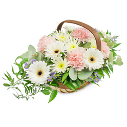 Soft morning light seems to hover over this handwoven basket arrangement, revealing a composed harmony of whites, blushes, and greens that reads as both elegant and approachable. Dominating the composition are several immaculate white Gerbera daisies, their wide, sunlit petals framing bold dark centres that draw the eye inward; these act as bright focal points amid the gentler textures. Nestled closely are clusters of light pink carnations whose ruffled edges create a cloud-like softness, offering tactile depth and a feeling of gentle abundance. Filling the spaces are numerous small white and pale yellow daisy-style blooms, perhaps chrysanthemums or small asters, which add cheerful density and a soft, multi-tonal glow. Here and there, tiny blue-to-lavender starry flowers thread through the greens, lending cool contrast and a whisper of spice to the scent. The foliage selection is intentional: rounded eucalyptus leaves in silvery green provide a calming contemporary note and a faint herbal fragrance, while deeper glossy ruscus sweeps outward on the left side to give the whole piece a graceful, cascading silhouette. The basket itself-light natural wood weave with an arching brown handle-brings a crafted, homely character, its texture contrasting pleasantly with the smooth petals. Expertly lit and photographed against a clean white backdrop, the bouquet feels fresh and sincere, an ideal choice for sending comfort, marking quiet celebrations, or brightening a bedside in a hospice or home near Oxford's Botanic Garden or the gentle riverbanks by Magdalen Bridge.