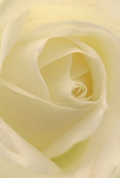 In this intimately crafted arrangement, the soul of the rose is revealed through ivory petals swirling inward in perfect harmony, a tribute to timeless beauty. Gossamer layers invite the touch, their velvety texture reminiscent of Oxford's gentle morning air and the soft stone of Radcliffe Square. Soft, diffused light bathes each petal, accentuating shades of cream and faint lemon, as if the bouquet itself has gathered the first rays of sunlight peeking over the rooftops of Jericho or St. Giles. The quiet sophistication and gentle fragrance lend themselves to celebrations of enduring love or thoughtful apologies-gestures as sincere as those exchanged in the city's storied colleges. Each rose, expertly arranged by local hands, becomes a silent messenger, eloquent without words, much like the city's scholarly charm. The close focus captures every nuance: the hypnotic spiraled core, the interplay of shadow and light, and an aura of peace that lingers long after the bouquet is placed. With each delivery across Oxford, these roses carry an unmistakable sense of grace and heartfelt artistry.