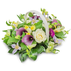 This image shows a thoughtfully composed funeral flower basket photographed against a clean white backdrop, so the colours and textures read clearly, even from a distance. The basket itself is woven in a light cream or off-white tone, with a smooth, arched handle rising over the flowers like a protective frame, reminiscent of the soft curves of Oxford's historic bridges. In the centre, a single creamy white rose opens in a perfect spiral, its velvety petals catching the studio light, symbolising purity and quiet remembrance. On either side, two rich purple calla lilies extend gracefully, their sleek, trumpet-like forms adding a dignified, almost ceremonial feel that suits a service or wake. Scattered among them are airy clematis blooms in gentle shades of lavender and lilac, each star-shaped flower touched with a pale yellow heart, lending a soft, poetic note that recalls wisteria and spring blossoms in North Oxford gardens. Bright splashes of yellow from freesia- or alstroemeria-like flowers weave through the design, balanced by neat white blossoms and buds that bring texture and light. To the right, a single magenta gerbera-style flower faces outward, its bold colour adding a heartfelt, personal touch, like a final loving gesture. The entire arrangement is supported by abundant green foliage, with broad, glossy leaves and smaller, fresh-looking sprigs creating a full, rounded silhouette. The mood is one of tenderness and respect, as though an Oxford florist has prepared this basket for same-day delivery to a local church, cemetery, or family gathering, offering a gentle expression of sympathy and comfort in farewell.