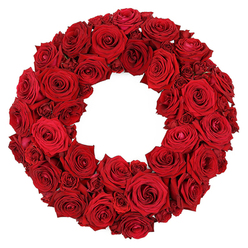 Oxford's mornings are soft as this wreath sits against a pure white backdrop, a luxuriant circle of crimson created from dozens of deep red roses. From the moment you glimpse this wreath, you feel the warmth of Oxford's mornings blooming into red. Meticulously assembled from dozens of blooms, the circle radiates a quiet majesty, each bloom pressed snugly against its neighbor to form a plush, velvet surface. Some flowers stand proudly in full bloom with velvety petals curling in elegant spirals; others linger as small, tightly furled buds, hinting at the next wave of colour to unfold. The densely packed head of petals offers a continuous crimson ribbon that travels around the ring, so there is no loose greenery to interrupt the line, only the pure, noble shimmer of rose on white. The scent is soft and intimate, the fragrance suspended in the air, a reminder of late-spring gardens near the university-the city's blend of learning, memory, and celebration: a gift that would grace a doorway near Broad Street, a memorial corner by the colleges, or a private home on North Parade. The artistry is precise yet instinctive, a balance of geometry and emotion, a testament to floral craft honed in a busy market, by the stalls near the Covered Market or in a quiet studio overlooking the River Cherwell. For those seeking reliable delivery across Oxford, this wreath radiates enduring beauty, a tangible token of love, sympathy, or congratulations that endures beyond the moment.
