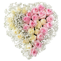 A full, beautifully shaped floral heart sits alone against a bright white background, allowing every detail of the design to stand out with quiet dignity, much like a tribute you might see at a memorial service in Oxford's Botley or Headington. The heart is perfectly symmetrical and divided straight down the middle, so that two different shades of roses meet gently at the centre. On the left, clusters of creamy white and barely yellow roses are packed closely together, their petals unfurling in calm, layered spirals that suggest purity, serenity, and a sense of peaceful rest. On the right, an equally lush mass of soft, mid-toned pink roses creates a tender contrast, their slightly deeper colour evoking affection and cherished memories. Throughout the arrangement, and especially around the edges and along the central dividing line, fine stems of white baby's breath weave between the roses, forming a delicate, mist-like fringe that softens the heart's outline. This gypsophila gives the impression of a light veil, adding texture without overpowering the roses. The composition is clear, harmonious, and deeply symbolic: two tones of love held in one unified shape. One can almost feel the smooth, velvety surface of the petals and imagine their gentle fragrance. Created with the care of a seasoned Oxford florist, this heart-shaped tribute feels especially suited to funerals, remembrance services, and graveside farewells across Oxford, capturing both the sorrow of parting and the warmth of a life dearly loved.