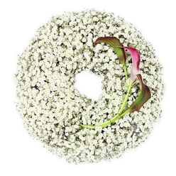 The image presents a serene circular funeral wreath resting on a crisp white background, its form entirely built from delicate sprays of white Baby's Breath. Each Gypsophila floret is tiny, airy, and soft, so that together they create the impression of a gentle halo of cloud encircling a perfectly clear central opening. The ring is densely packed, with no visible gaps, showing the careful hands of an experienced florist who has woven the stems into an even, harmonious shape. In the lower right section of the wreath, two calla lilies provide a striking focal point. Their sculptural, trumpet-like blooms curl inward with elegant precision, starting in a rich burgundy and deep magenta at the tips before gradually transitioning into a subtle green toward the base and stems. The long, smooth green stalks slide out from the Baby's Breath and curve softly back toward the centre, giving the composition a sense of gentle movement. The bright, neutral background and soft, diffused lighting accentuate the contrast between the pristine white Gypsophila and the dramatic calla lilies, without any distractions. This wreath feels quietly luxurious yet understated, the sort of design a family in Oxford might choose for a refined service near the colleges, in a village churchyard beyond Headington, or at a crematorium chapel, where symbolism matters as much as beauty. The Baby's Breath suggests innocence and peace, while the burgundy calla lilies hint at deep affection, remembrance, and a love that endures beyond loss.