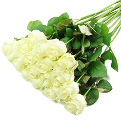 A luxurious bouquet of white roses lies across a spotless white surface, captured in a way that highlights every subtle detail, like the clear lines of Oxford's limestone facades in soft afternoon light. The blooms, clustered densely in the foreground, appear to number around two dozen, their creamy petals forming classic rose rosettes that seem almost sculpted. Many are in that perfect in-between stage, where the centres are still tightly rolled while the outer petals begin to relax, creating a sense of soft expansion and promise. At the base of some flowers, the faintest blush of green shows where petal meets stem, a sure sign of just-cut freshness familiar to any experienced florist. The arrangement stretches diagonally from the mass of roses in the lower-left up toward the upper-right, where the stems and foliage fan out in a graceful sweep. The stems are long, straight, and strong, carrying generous clusters of deep green leaves with a healthy sheen, some with a whisper of maroon on their undersides, much like the rich tones found in the gardens around Christ Church Meadow. Bright, even lighting bathes the entire bouquet, intensifying the contrast between the pure white petals and the dark greenery, while also revealing the delicate textures and natural curls of each leaf and flower. The overall effect is one of composed tranquility and heartfelt sincerity: this could be a wedding bouquet resting briefly before a ceremony in an Oxford college chapel, or a comforting tribute scheduled for same-day delivery to a quiet home off Cowley Road. The image conveys purity, peace, and thoughtful remembrance without a single unnecessary flourish.