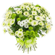 A beautifully balanced bouquet of chrysanthemums in white, cream, and lime green is showcased against a pure white background, every blossom appearing crisp and freshly cut as if just prepared in an Oxford florist's workshop. The flowers are gathered into a rounded, hand-tied cluster that feels both generous and carefully controlled. At the heart of the arrangement, larger chrysanthemum heads unfold in plush layers of petals, their surfaces soft and slightly ruffled, like delicate fabric rosettes in shades of snow-white and creamy ivory. Subtle hints of pale green and soft yellow in the centres add depth and warmth to the otherwise tranquil palette. Slender sprays of smaller chrysanthemum blooms weave through these larger flowers, each tiny daisy-like head offering a gentle, airy contrast that keeps the design from feeling too heavy. Scattered with intention around the bouquet are vivid lime-green pompon chrysanthemums, neat and button-shaped, their densely packed petals giving them a rounded, velvety texture that catches the eye and injects a bright, uplifted mood. Dark green leaves sit mostly in the background, glimpsed between flowers, lending structure and a natural, leafy frame to the design. The stems gather tightly at the base, aligned in a tidy bundle and embraced by a wide, smooth satin ribbon in striking lime green, tied into an elegant multi-loop bow that echoes the colour of the pompons. The overall effect is clean, calm, and gently joyful, like a breath of fresh air drifting across Christ Church Meadow, making this bouquet an excellent choice for expressing peace, remembrance, or a hopeful new chapter in someone's life.