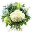 A beautifully composed bouquet of hydrangeas and foliage is presented against a clean white background, allowing the colours and shapes to stand out with quiet confidence. At the centre lies a large, cushiony cluster of creamy white hydrangeas, its many tiny florets packed closely together to form a soft, rounded heart. Encircling this are generous heads of hydrangeas in gentle sky-blue tones, their petals creating layered rosettes that feel cool and calming, reminiscent of clear days over Oxford's spires and the reflective waters near Magdalen Bridge. Tucked between the white and blue blooms are fresh lime-green hydrangea clusters, their bright, spring-like colour adding a lively accent that keeps the palette feeling modern and uplifting. A rich mix of greenery frames the flowers: silvery-green eucalyptus leaves, softly rounded and slightly velvety in appearance, bring a contemporary touch and hint at a subtle, refreshing fragrance; deeper emerald foliage, glossier and more defined, winds through the bouquet to give it structure, fullness, and a sense of natural movement. The long stems are gathered neatly at the base, clearly tied in a hand-tied style that suggests the bouquet has just been finished on a florist's bench and is ready to be placed in a vase on an Iffley Road dining table or a cosy Jericho windowsill. Soft, even lighting gently illuminates the arrangement, drawing out the pastel gradients and the interplay of textures without overwhelming the scene. The bouquet's blend of white, blue, and green evokes peace, freshness, and understated sophistication, making it perfectly suited to sympathy gestures, new home celebrations, or simply bringing a touch of botanical calm into everyday Oxford living.