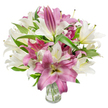 A lush, studio-lit bouquet of oriental lilies fills the frame, the composition centred on a generous mix of creamy off-white and deep fuchsia blooms arranged in a simple clear glass vase. Many lilies are fully open, their broad, silky trumpet- or star-shaped petals curving back to reveal slender stamens tipped with pale yellow or light brown anthers; a few specks of pollen lend quiet realism. Between the open flowers you can see elongated buds-tight, elegant cones that promise more blossoms to come-so the arrangement reads as both abundant and long-lasting. The white lilies carry a soft, warm cream tone with the faintest whisper of yellow-green at their throats, while the pink-to-magenta flowers show velvety petals with paler veins and occasionally a creamy centre, creating a pleasing chiaroscuro across the bouquet. Dark, lance-shaped foliage threads through the flowers, the glossy leaves providing sculptural lines and a deep green backdrop that makes the petals sing. The glass vase at the base is transparent and minimal, offering a clear view of neatly trimmed green stems and clean water that speaks to freshness and careful handling. Bright, even lighting washes the scene, accentuating petal texture and the gentle sheen on the leaves, and the overall effect is one of elegant celebration-perfect for birthdays, anniversaries, or as a heartfelt Mother's Day tribute. As a florist in Oxford I imagine this arrangement sitting on a Low Street breakfast table after a morning visit to the Covered Market, its scent filling a small room with a softly sweet, springlike perfume.