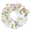 This image shows a full, lush sympathy wreath resting against a crisp white background, its delicate mix of white and purple flowers evoking the tranquil, reflective atmosphere of Oxford's historic churches and quiet side streets. The wreath forms a perfect, continuous circle, carefully packed with large Oriental lilies whose wide, velvety petals open in elegant, star-like shapes. Some lilies are in full bloom, displaying soft green centres and tall stamens tipped with golden-brown pollen, while others remain in bud, their pointed forms promising blooms still to come. Woven among them, ruffled lisianthus blossoms create a soft, romantic texture; their petals are mostly white, but each floret is outlined with gentle waves of lavender, lilac, and deeper purple, reminiscent of evening skies over the dreaming spires. Here and there, small buds cluster close to the main flowers, adding tenderness and a sense of unfolding remembrance. Subtle greenery-slender leaves, discreet sprigs, and occasional eucalyptus-like foliage-emerges from the dense floral surface, introducing cool green tones that emphasise the purity of the whites and the softness of the purples. The overall design is quietly luxurious and very considered, without any harsh lines or abrupt gaps, making it suitable for funeral and memorial services across Oxford, from Iffley to Summertown. Though the composition is simple-a wreath on a plain white field-the impression is profoundly emotional: a symbol of eternal love, purity of intention, and the gentle support offered to grieving families. It looks like the kind of tribute a family might place beside the coffin or at a graveside to say a final, dignified farewell.