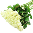 An elegant spread of white roses is captured on a crisp white background, the entire bouquet angled diagonally so that the generous cluster of blooms gathers in the lower-left corner while the stems and foliage reach toward the upper-right, echoing the graceful curve of the River Thames as it passes through Oxford. Around two dozen roses sit tightly together, each head perfectly formed, with creamy white petals that are smooth, velvety, and gently layered. Many of the buds are still partially closed, holding their centres in compact spirals, while the outer petals begin to loosen, creating a feeling of quiet anticipation. At the base of several blooms, faint touches of pale green appear where the petals meet the calyx, lending a sense of dewy freshness. The stems are long, straight, and robust, gathered neatly and then allowed to fan slightly, supporting clusters of rich, dark green leaves that provide a striking contrast to the purity of the flowers. Some of the foliage carries a subtle reddish tone on the edges or undersides, proof of healthy, vibrant growth that a skilled florist in Oxford would recognize at a glance. Bright, even lighting illuminates the entire arrangement, making every petal curl and leaf vein clearly visible while preserving a soft, tranquil atmosphere. The image communicates themes of purity, peace, and gentle remembrance, like flowers ordered from a trusted local shop for a ceremony at an Oxford college chapel or a quiet condolence gesture on a side street off Iffley Road. It feels ideal for illustrating classic white rose arrangements chosen for weddings, memorials, or any meaningful occasion where understated elegance is desired.